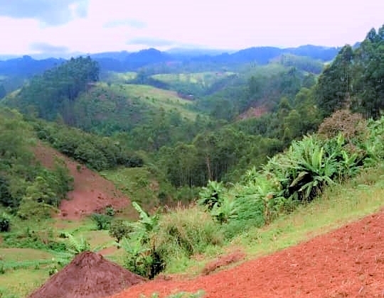 Congo - Journey to Pygmies Settlement