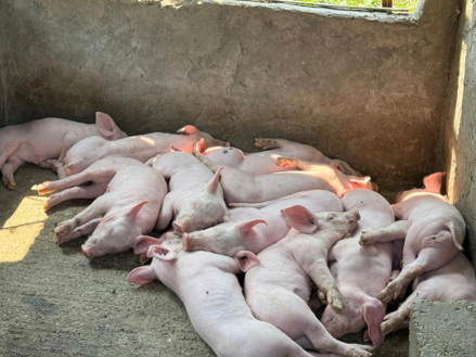Pigs for sale to support ministry work